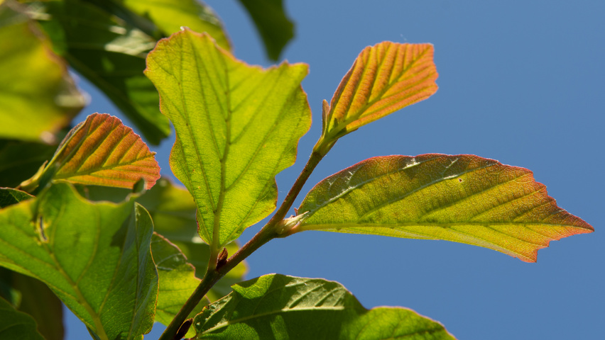 Parrotia persica 'Jodrell Bank' blad