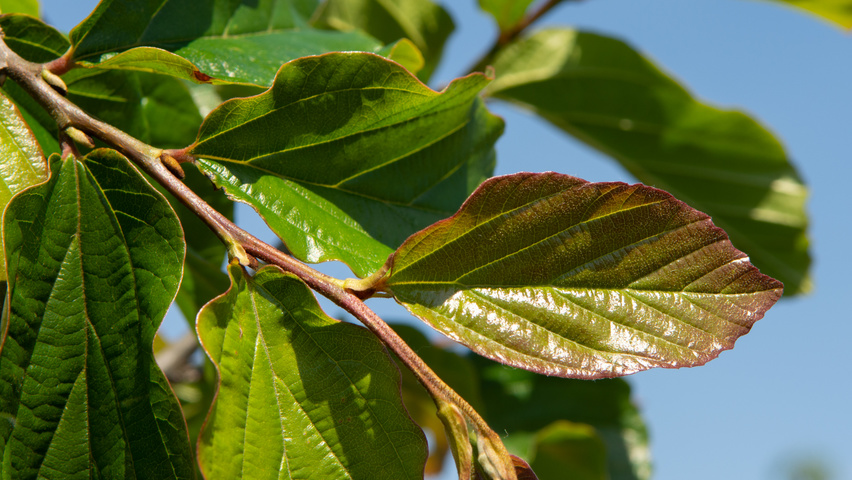 Parrotia persica 'Jodrell Bank' blad