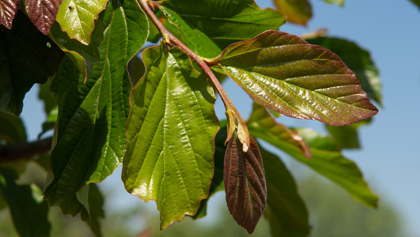 Parrotia persica 'Jodrell Bank' blad