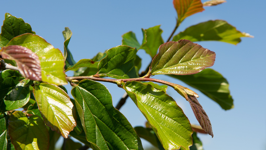 Parrotia persica 'Jodrell Bank' blad