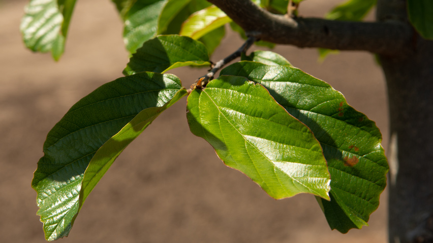 Parrotia persica 'Jodrell Bank' blad