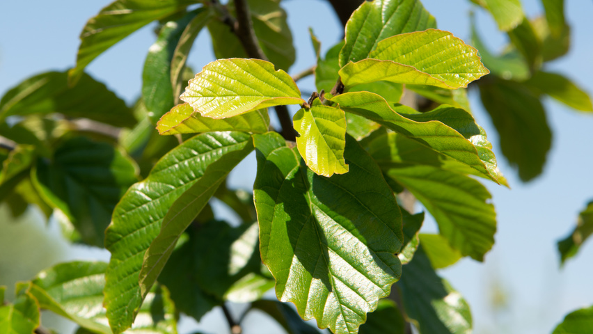 Parrotia persica 'Jodrell Bank' blad