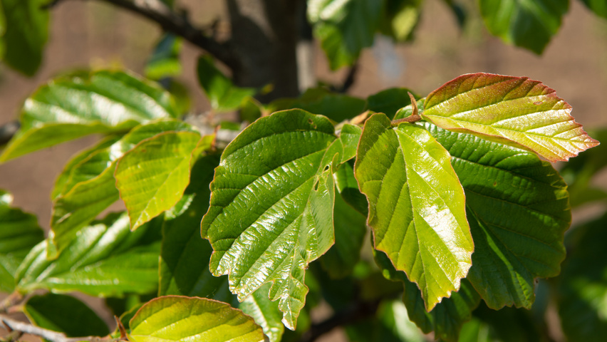 Parrotia persica 'Jodrell Bank' blad