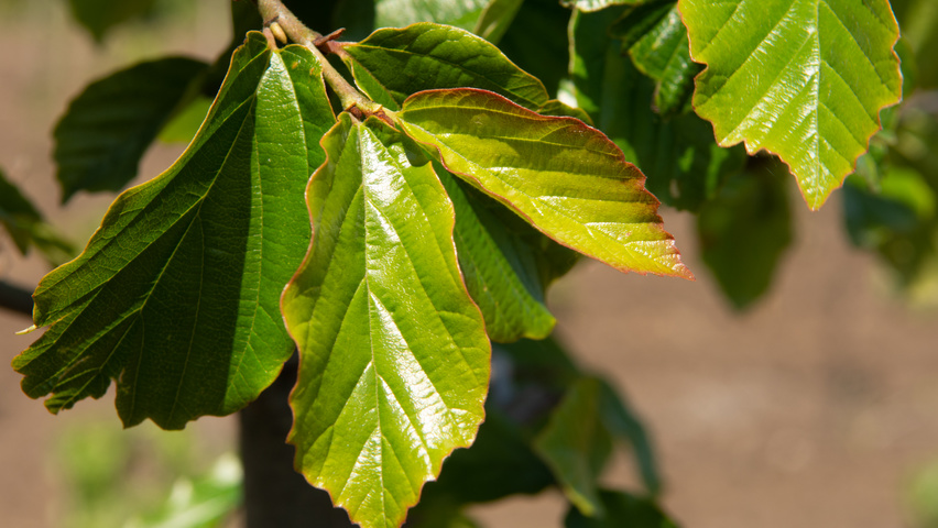 Parrotia persica 'Jodrell Bank' blad