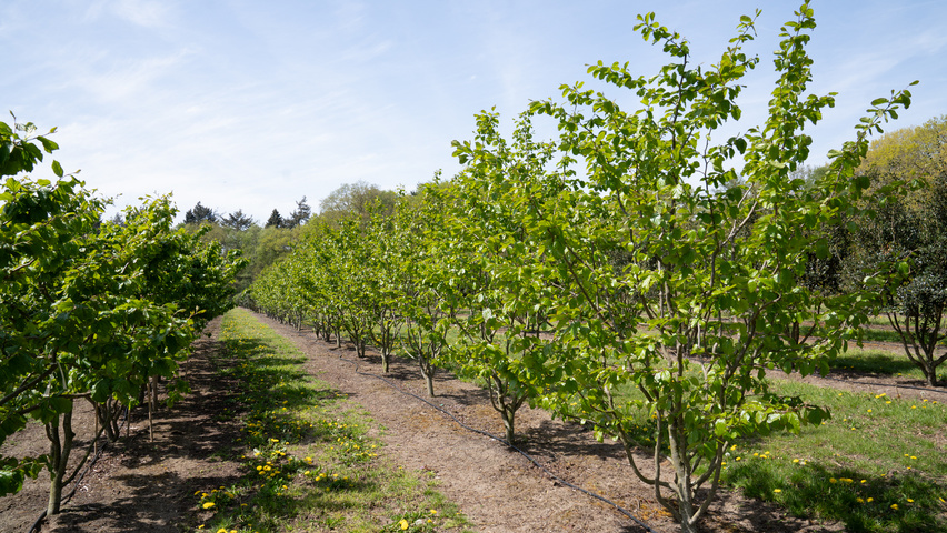 Parrotia persica 'Jodrell Bank' meerstammig