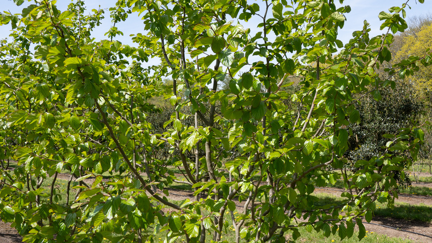 Parrotia persica 'Jodrell Bank' meerstammig