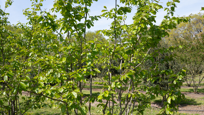 Parrotia persica 'Jodrell Bank' meerstammig