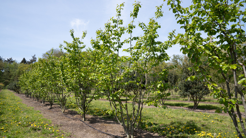 Parrotia persica 'Jodrell Bank' meerstammig