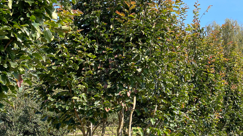 Parrotia persica 'Jodrell Bank' meerstammig