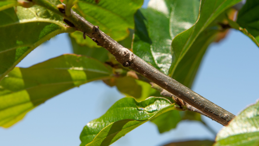Parrotia persica 'Jodrell Bank' twijgen