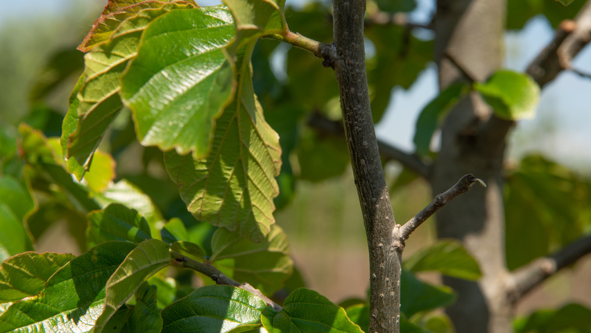 Parrotia persica 'Jodrell Bank' twijgen