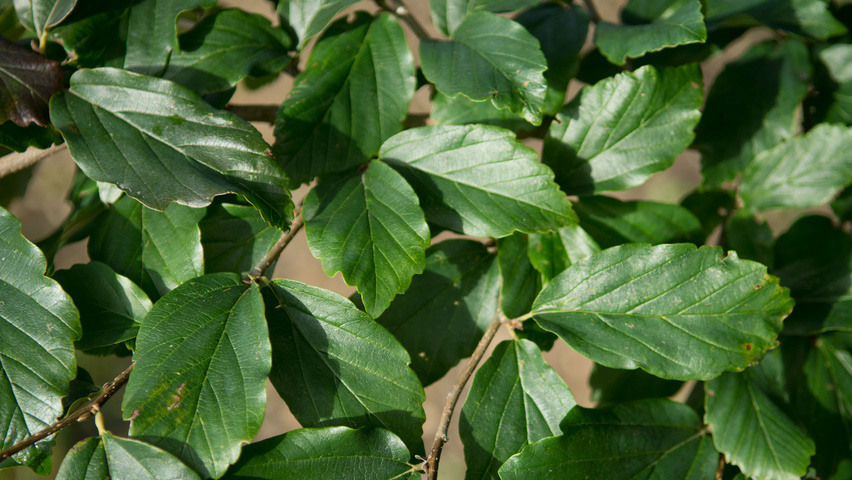 Parrotia persica blad