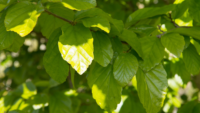 Parrotia persica blad