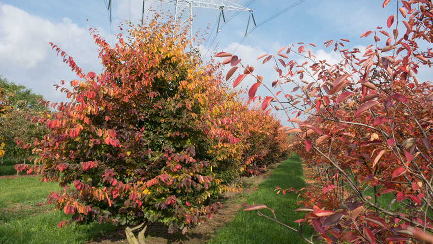 Parrotia persica meerstammig