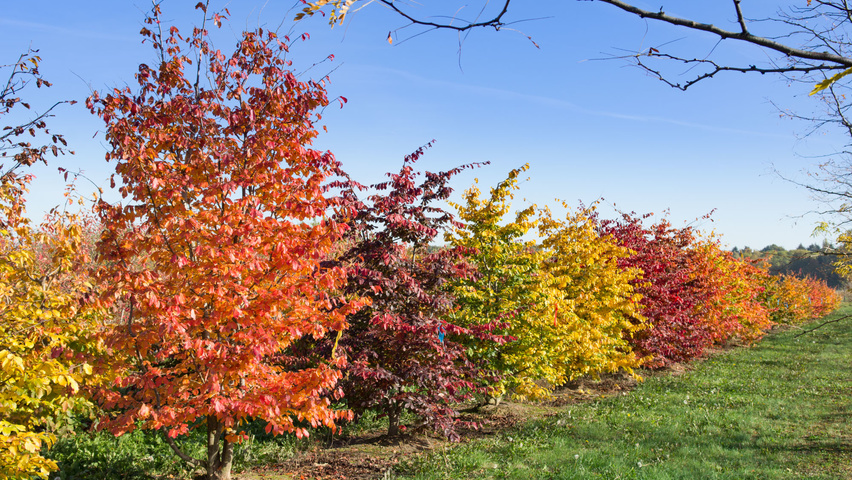 Parrotia persica meerstammig