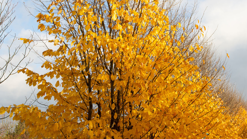 Parrotia persica meerstammig