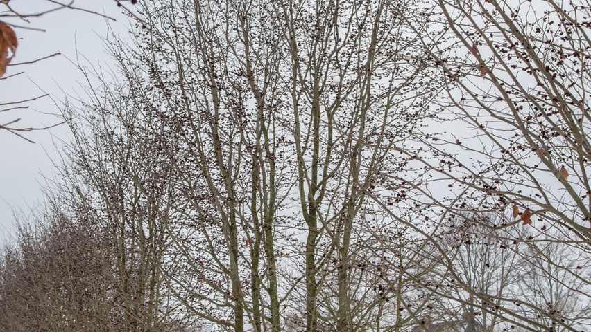 Parrotia persica meerstammig parasol