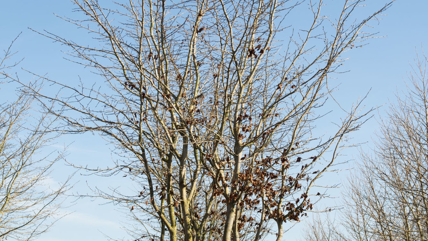 Parrotia persica meerstammig parasol