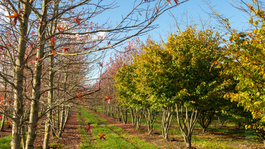 Parrotia persica meerstammig parasol