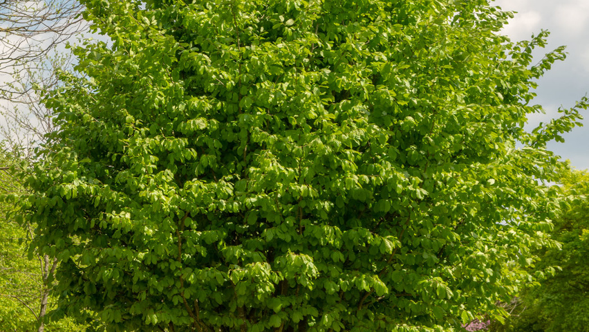 Parrotia persica meerstammig parasol