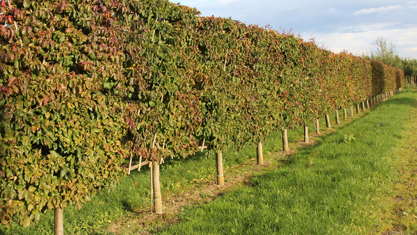 Parrotia persica leischerm