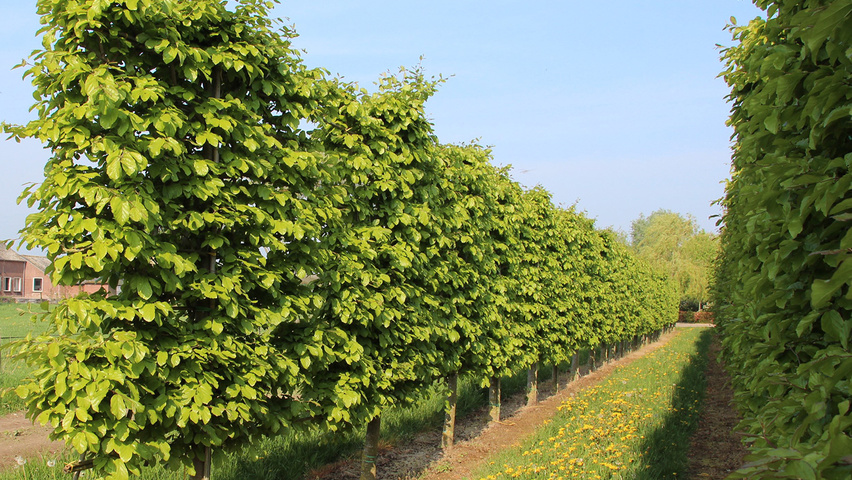 Parrotia persica leischerm