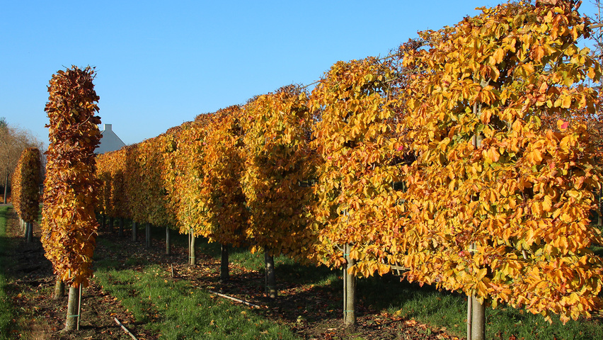 Parrotia persica leischerm