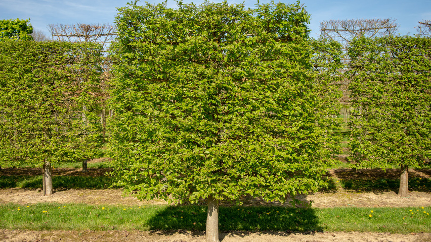 Parrotia persica leischerm