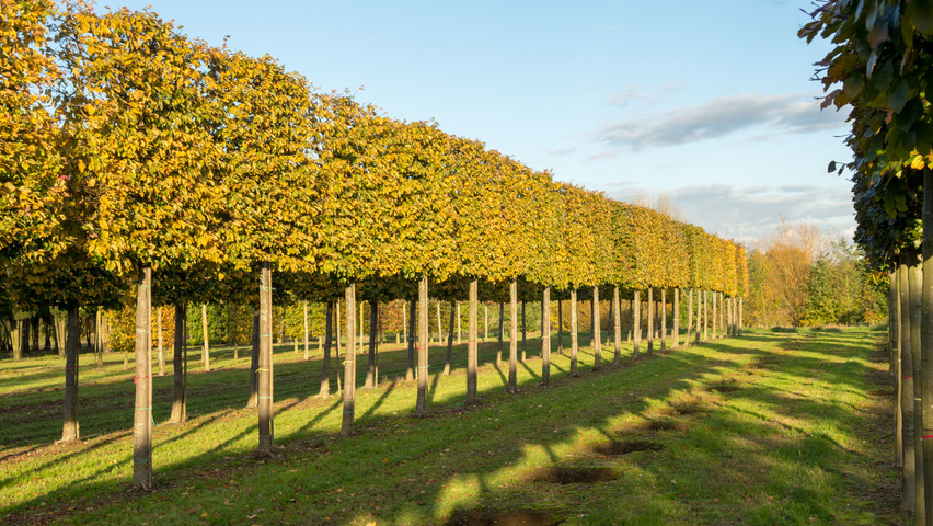 Parrotia persica leischerm