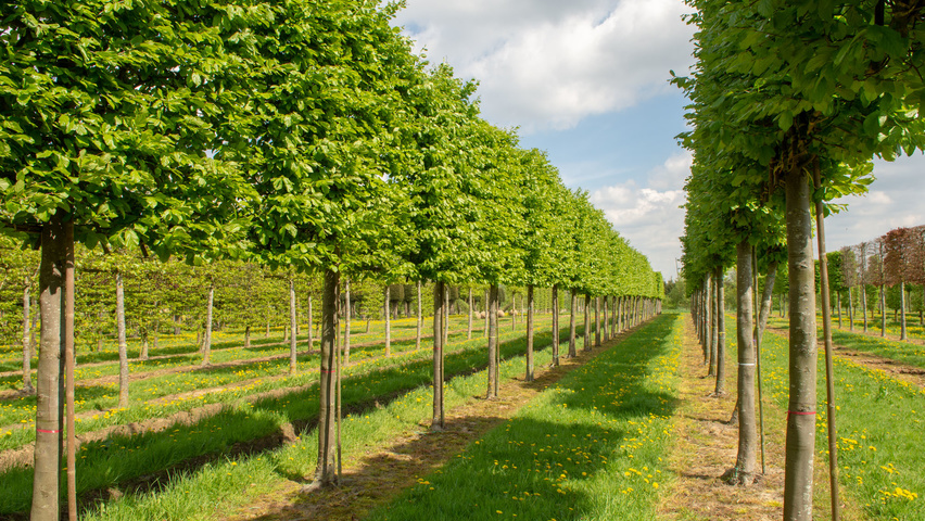Parrotia persica leischerm