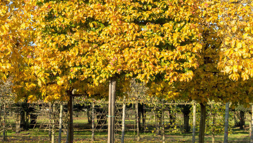 Parrotia persica leischerm