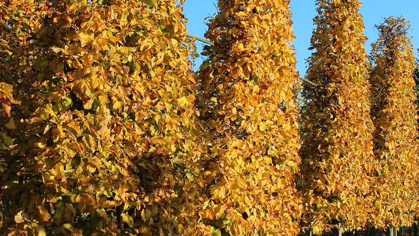 Parrotia persica piramide