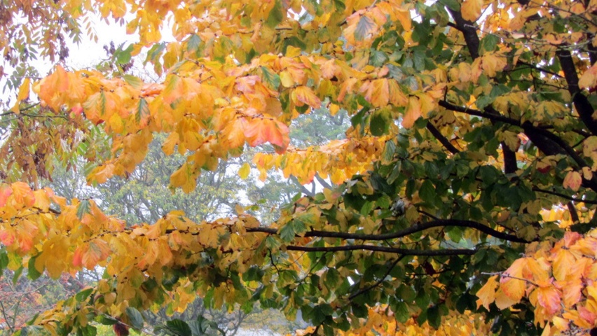 Parrotia persica 'Vanessa' herfstblad