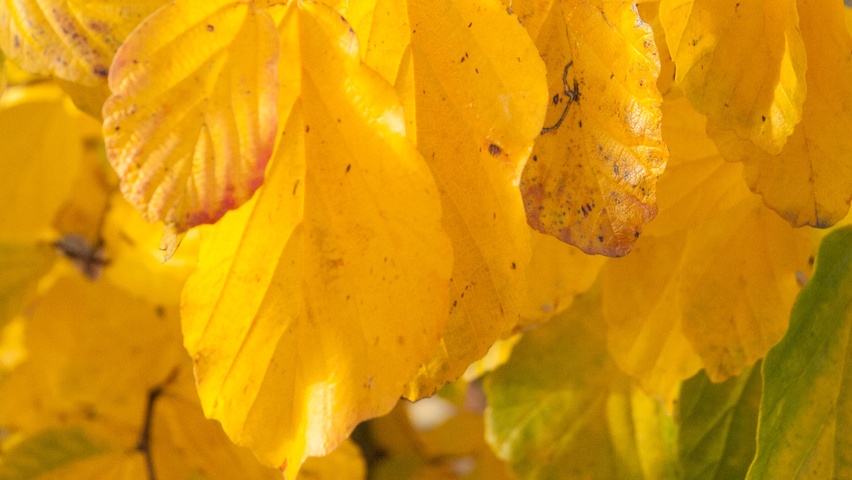 Parrotia persica 'Vanessa' herfstblad