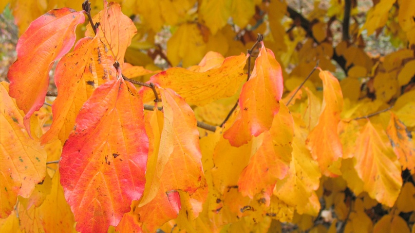 Parrotia persica 'Vanessa' herfstblad