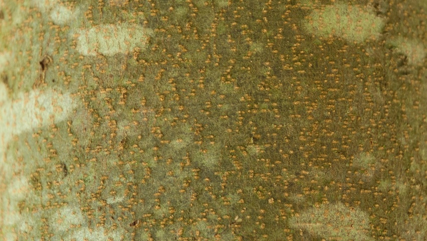 Parrotia persica 'Vanessa' bast