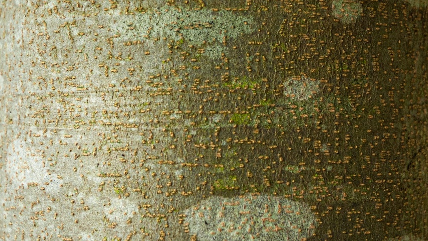 Parrotia persica 'Vanessa' bast