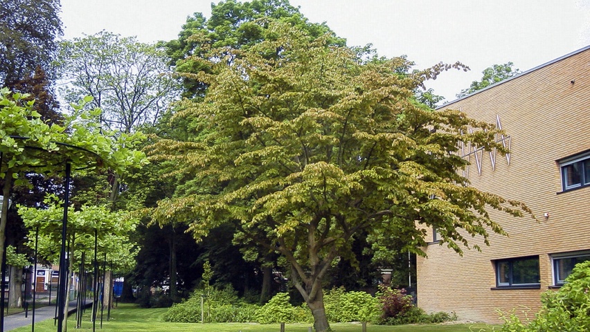 Parrotia persica 'Vanessa' karakteristiek