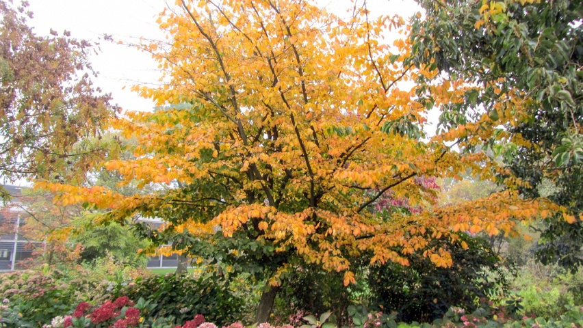 Parrotia persica 'Vanessa' karakteristiek