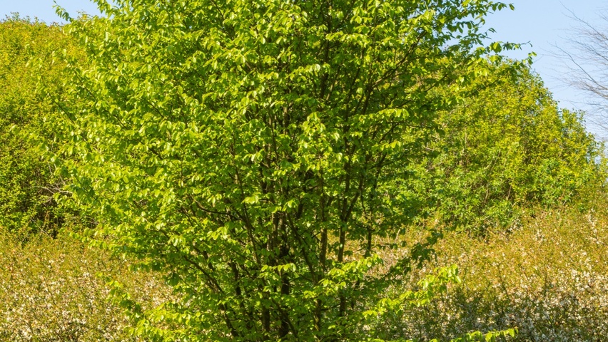 Parrotia persica 'Vanessa' hoogstam