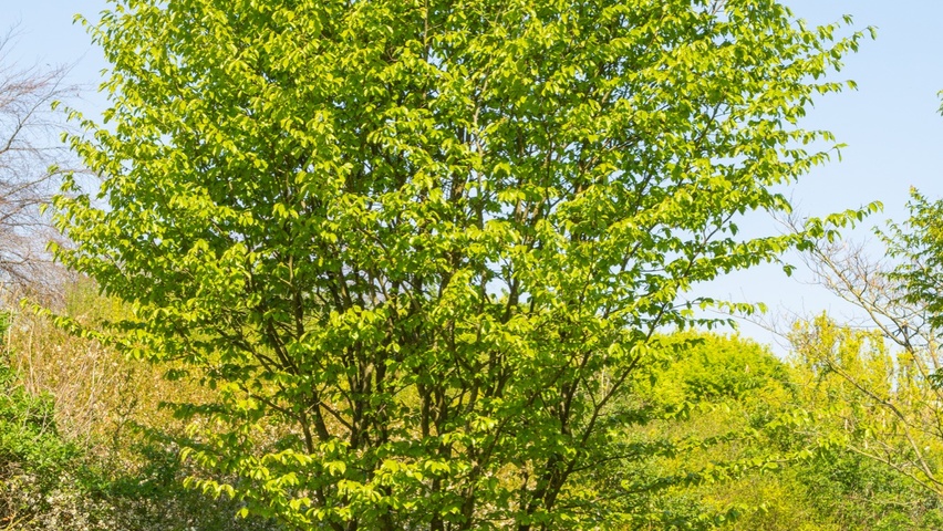 Parrotia persica 'Vanessa' hoogstam