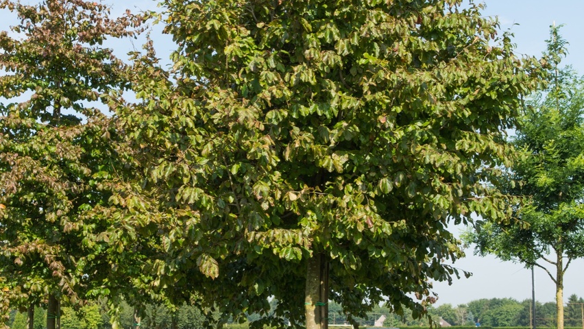 Parrotia persica 'Vanessa' hoogstam