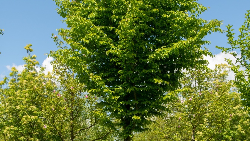 Parrotia persica 'Vanessa' hoogstam