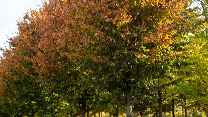 Parrotia persica 'Vanessa' hoogstam