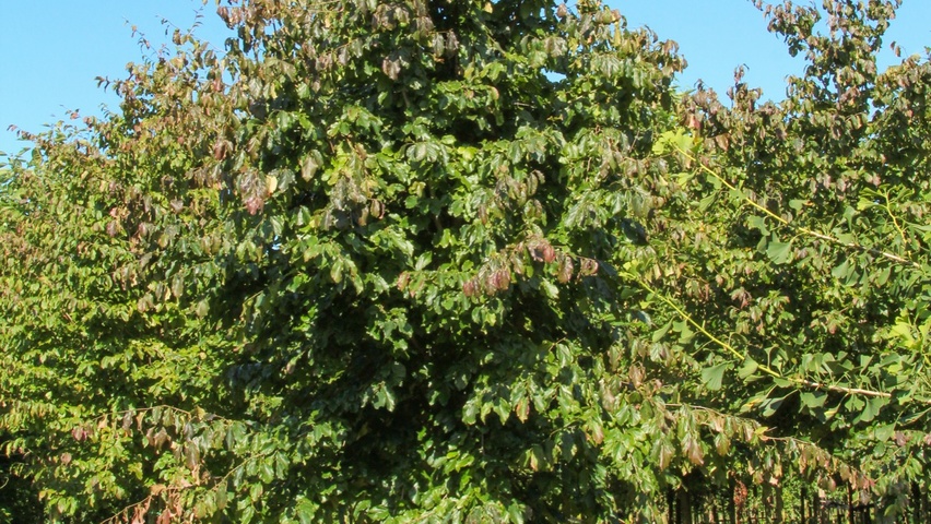 Parrotia persica 'Vanessa' hoogstam