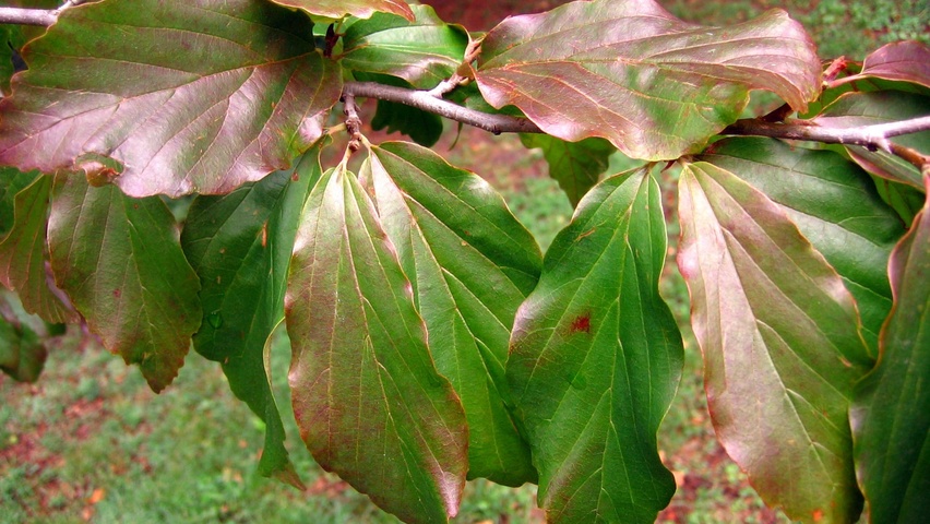 Parrotia persica 'Vanessa' blad