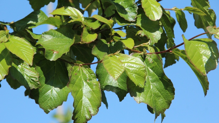 Parrotia persica 'Vanessa' blad