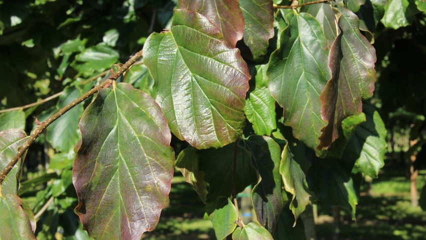 Parrotia persica 'Vanessa' blad