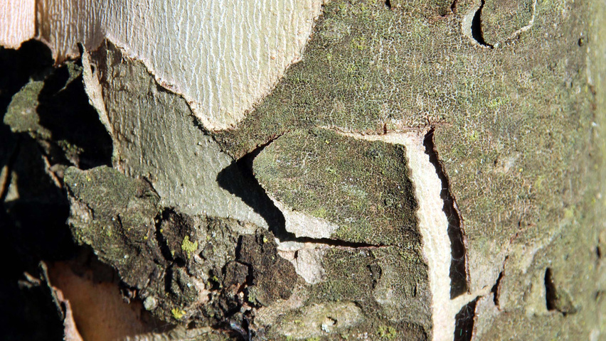 Platanus x hispanica 'Louisa Lead' bark