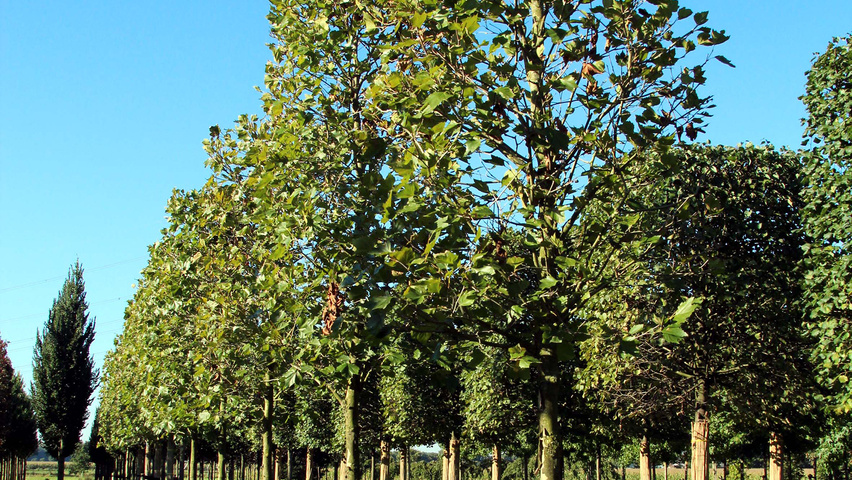 Platanus x hispanica 'Louisa Lead' standard tree